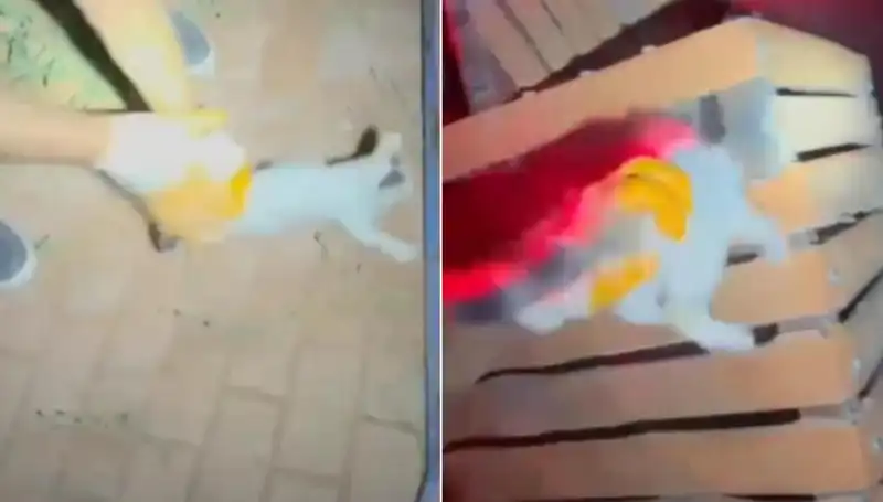 Gece Yarısı İtfaiyesi Kedi Kurtarmaya Gitti, Şaşkınlık Yarattı!