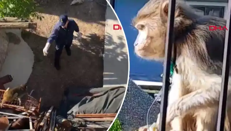 Muğla'da İlginç Bir Olay: Mahalleli Maymunu Kovalamaktan Yoruldu!