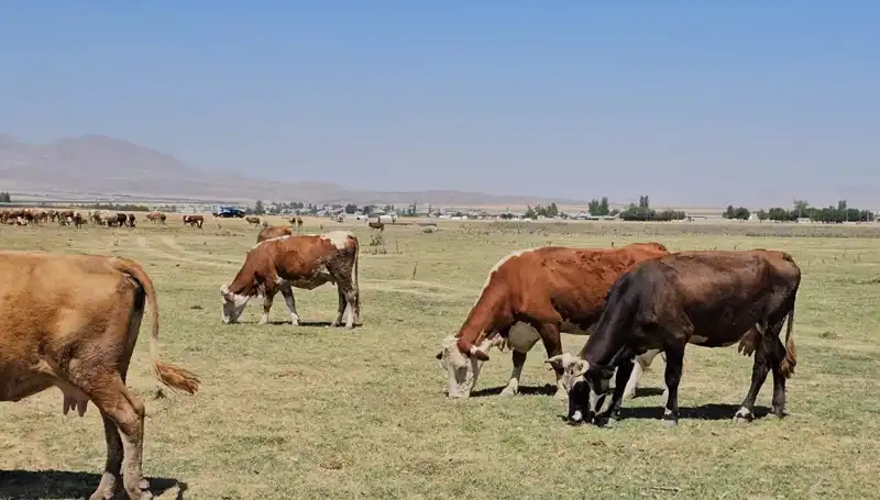 Arin Gölü'nde Su Seviyesi Tehlikeli Düzeylere Geriledi: Kriz Kapıda!
