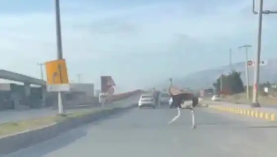 Trafikte Deve Kuşu Görülmesi: Şaşkınlık Yaratan Olayın Detayları