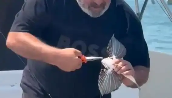 Saros Koyları'nda Nadir Görülen Kırlangıç Balığı Oltaya Takıldı!