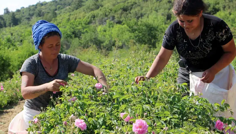 Zirai Don Etkisi: Gül Bahçelerini Tehdit Eden Kış Şartları
