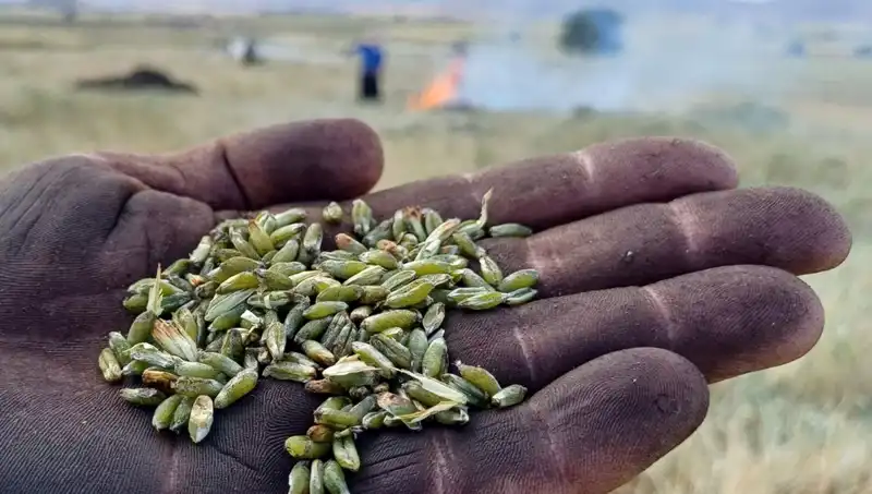 Firik Sezonu Geldi: Lezzeti ve Sağlığı ile Damağınızı Şenlendirin
