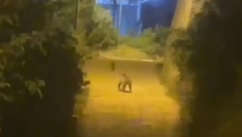 Gümüşhane'nin Kalbinde Şaşırtan An: Şehir Merkezine Ayı İndi!