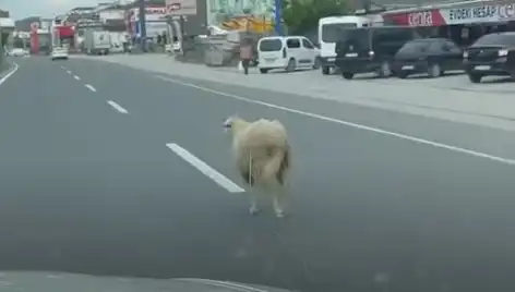 Yalova'da Kaçan Kurbanlıklar Trafiği Felç Etti: O Anlar Kamerada
