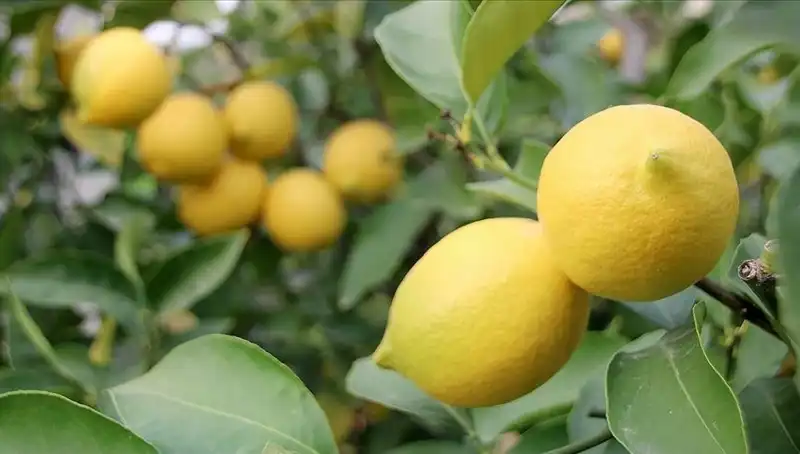 Limon Fiyatlarında Şok Artış: Adedi 24 Liraya Fırladı!