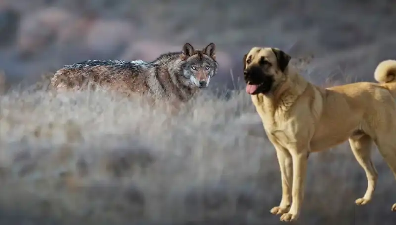 Kangal Köpeklerine Gelen Talep Artışı: Kurt Popülasyonu Neden Etkiliyor?