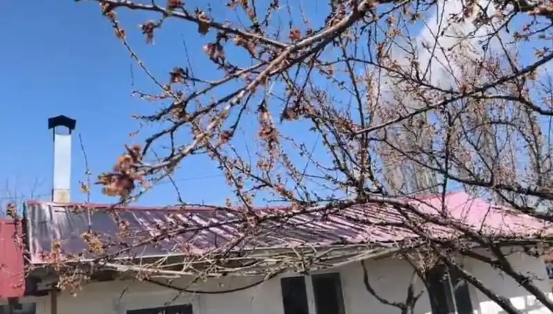 Dondurucu Soğuk Kayısı Üreticilerini Vurdu: Tarımda Kriz Kapıda