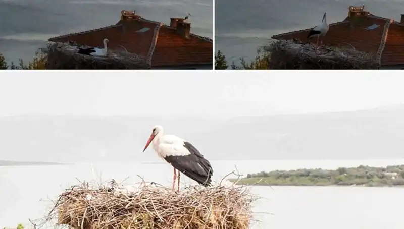 Leylek Yaren, Depremin Gelmesini Önceden Hissetti! Doğa Mucizesiyle Tanışın