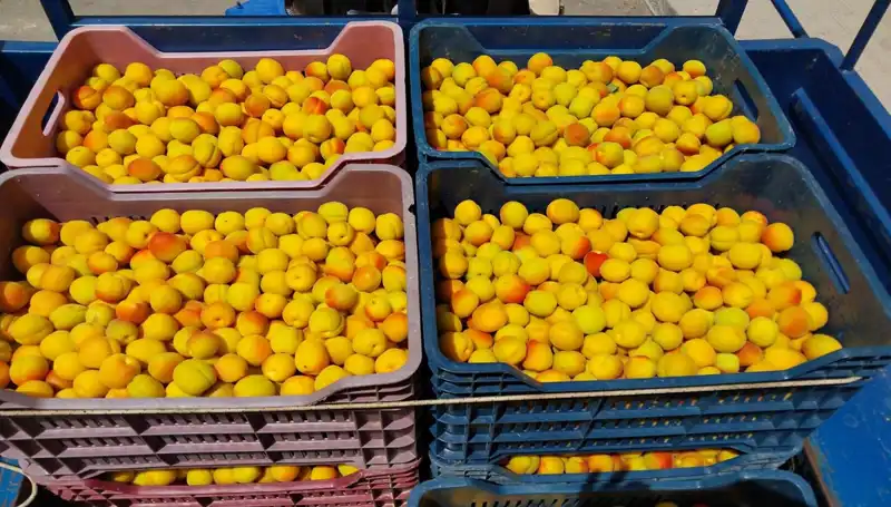 İlk Hasat Elde Edildi: Tarımda Yeni Dönem 500 TL'den Alıcı Buldu!