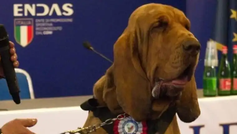 Arama Köpeğine Suikast: Çivili Sosisle Öldürülme Olayı Şok Etkisi Yarattı