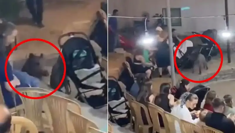 Düğün Törenine Yaban Domuzu Girişi: Konuklar Panik İçinde!
