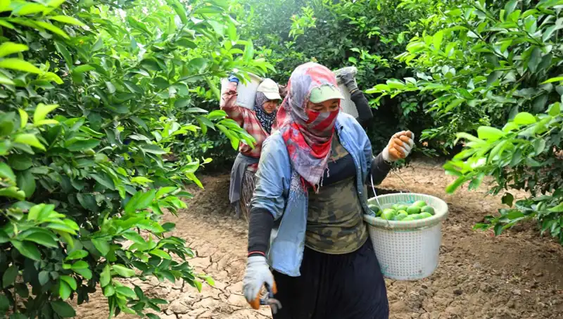 Markette Patates Kilosu 150 Lirayı Aştı, Fiyatlar Nasıl Düşecek?