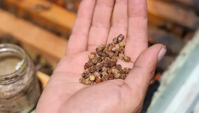 Eski Atıklar Artık Değerli: Kilosu 3 Bin TL Olan Protein Zengini Besin