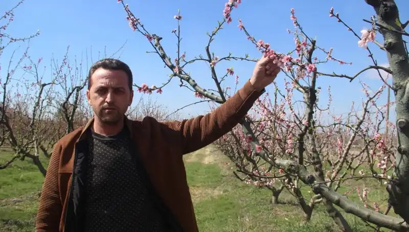 Çiçek Açan Ağaçları Don Vurdu: Bahar Yüzünü Gösteremedi