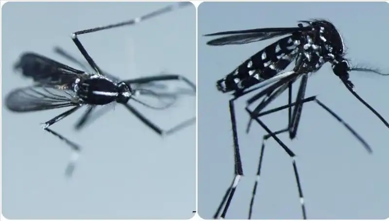 Chikungunya Virüsü Nedir? Belirtileri ve Enfekte Ülkeler Hakkında Detaylar