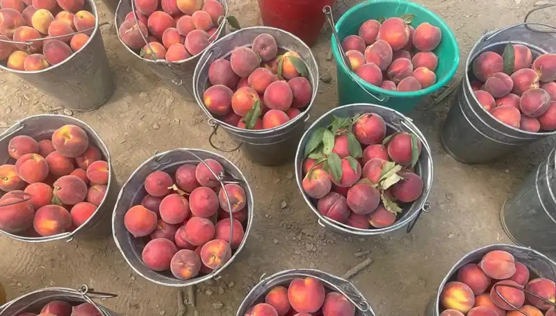 Çiftçilerin Yüzü Gülüyor: Hasat Döneminde Fiyatlar Uçuşa Geçti!