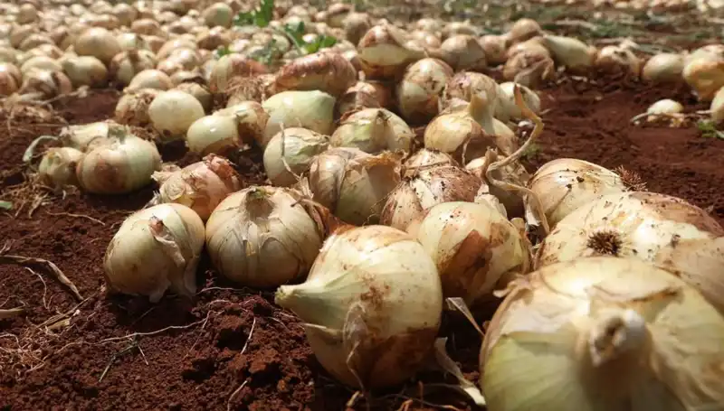 Hatay’da Soğan Hasadı Başladı: Çiftçinin Yüzü Gülüyor!