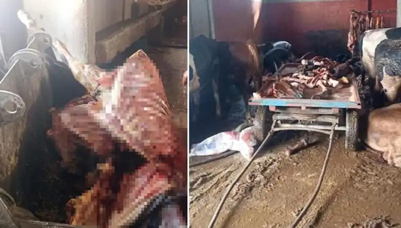 Adana'da Skandal: 2,5 Ton At Eti ve Dört At Kurtarıldı!