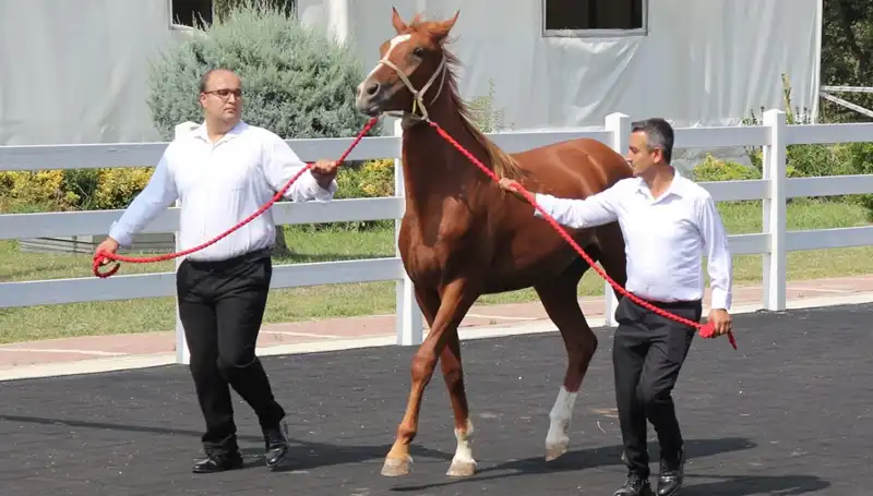 Taşkın Kral, Rekorları Alt Üst Ederek Tarihe Geçti!