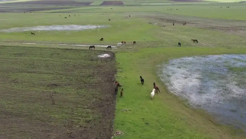 Kars'ın Doğasında Yılkı Atlarıyla Büyüleyici Manzaralar