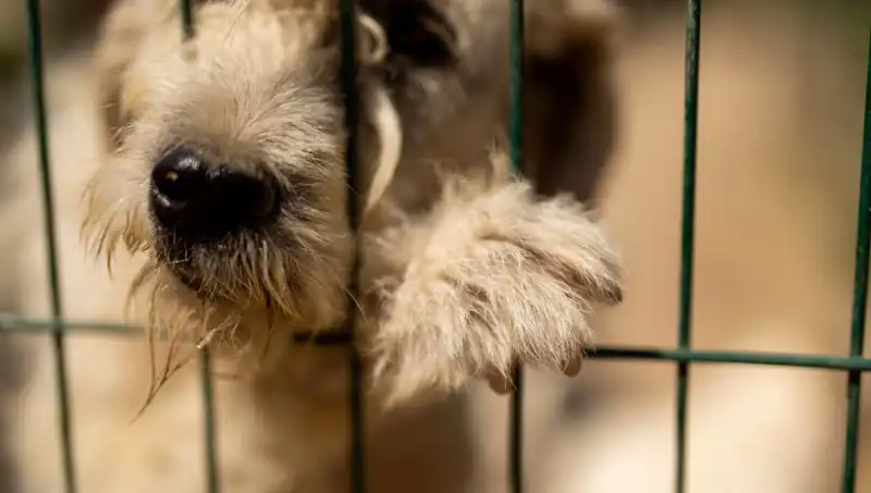 İş Stresi: Köpeklerin Duygusal Sağlığını Tehdit Ediyor