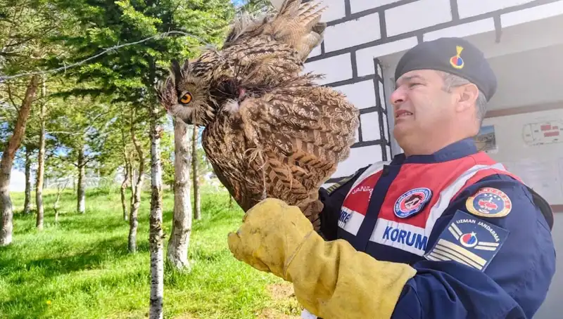 Dikenli Tellere Takılan Puhu, Hayata Döndü: Doğanın Kahramanları