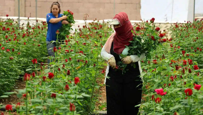 Anneler Günü'nde Gül Üreticilerinin Koşturmaca Dolu Mesaisi