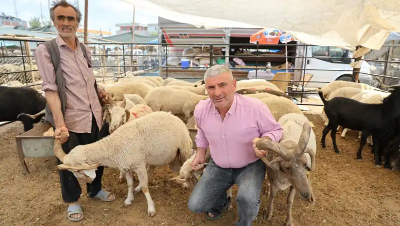 Kurban Pazarında Fırtına Gibi Esen 4 Boynuzlu Koçların İlgi Odağı Olması